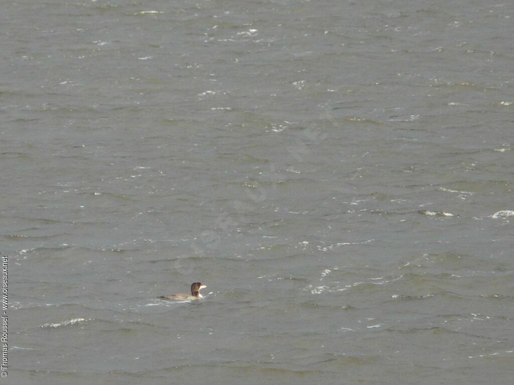 Common Loon, identification