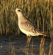 Grey Plover