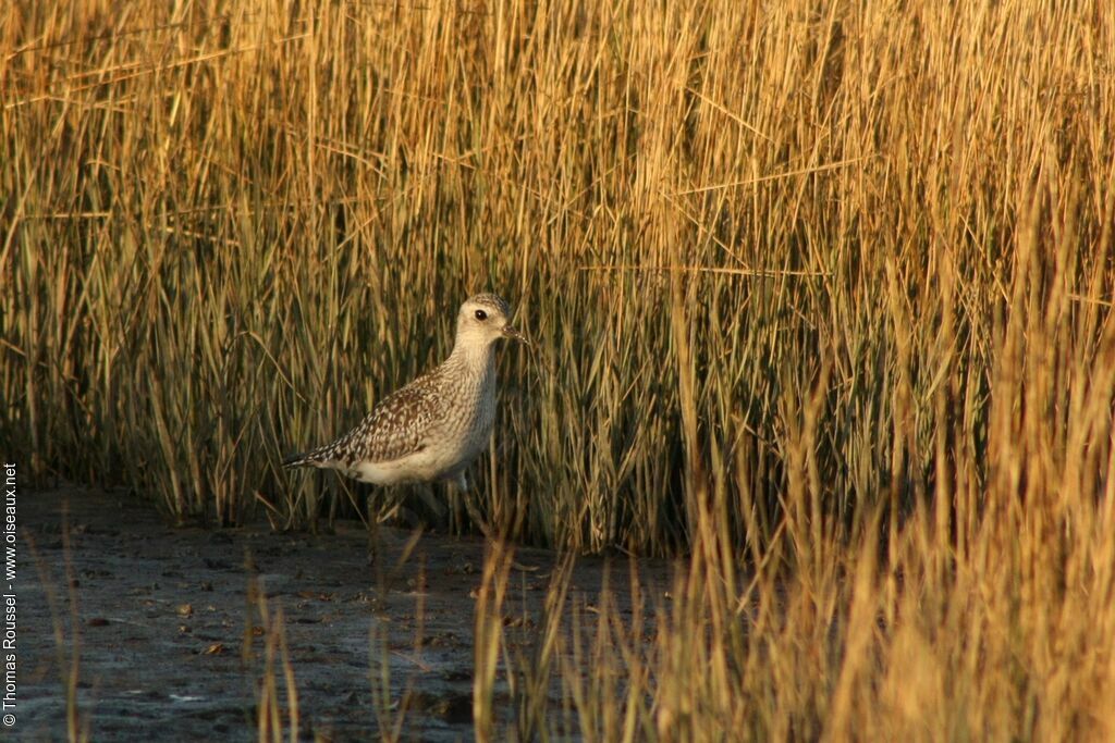 Grey Ploveradult post breeding, identification