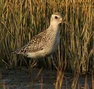 Grey Plover