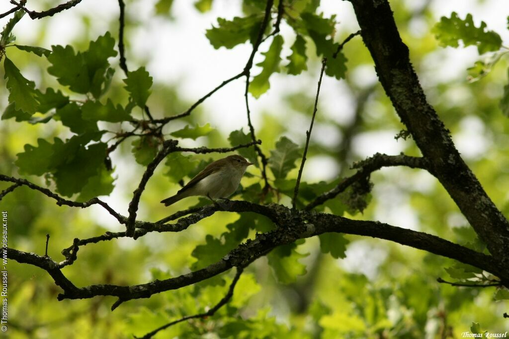 Western Bonelli's Warbler, identification