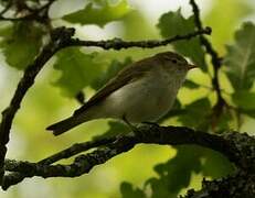 Western Bonelli's Warbler