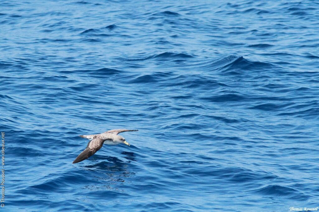 Scopoli's Shearwater, Flight