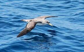 Scopoli's Shearwater