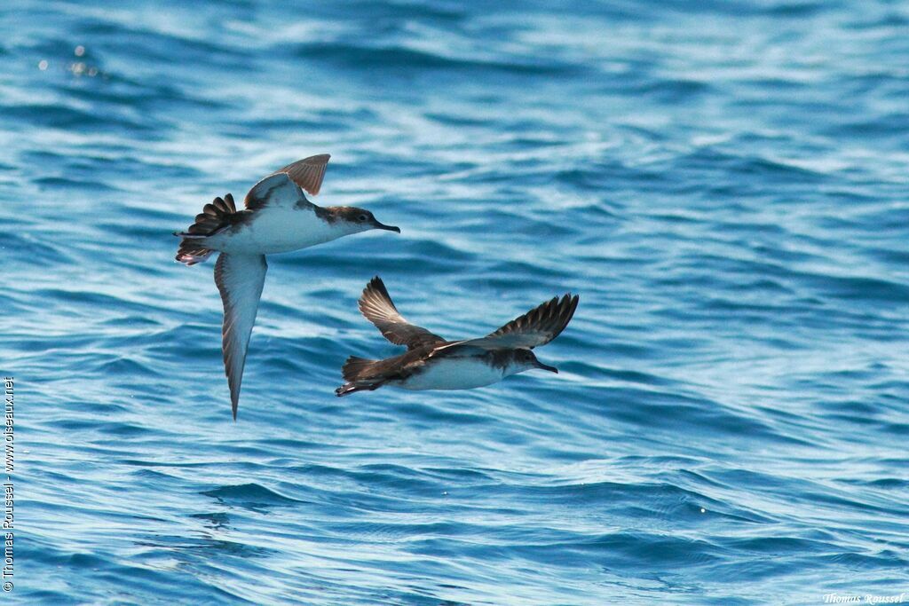 Yelkouan Shearwater, Flight