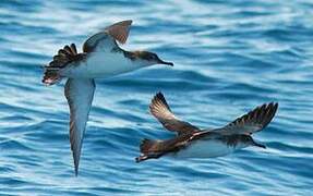 Yelkouan Shearwater