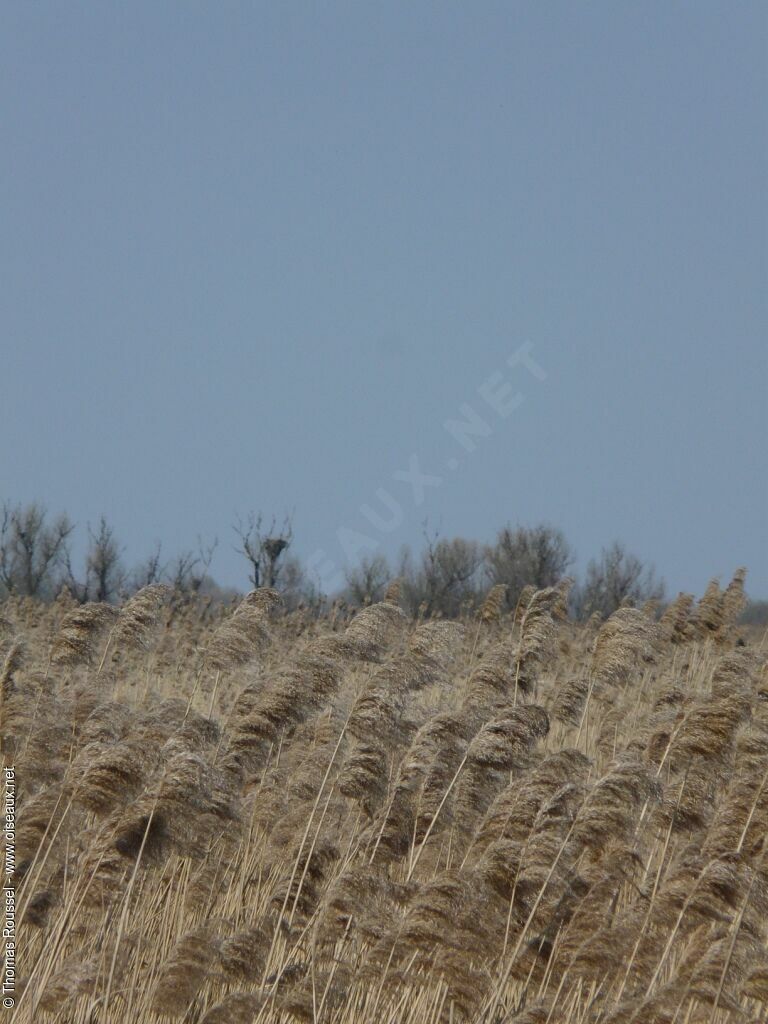 White-tailed Eagle, Reproduction-nesting