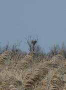 White-tailed Eagle