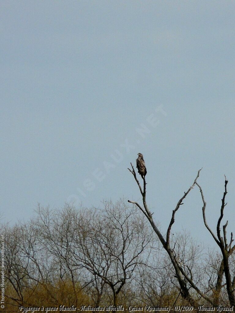 White-tailed Eagle