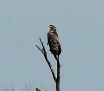 White-tailed Eagle