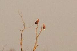 White-tailed Eagle