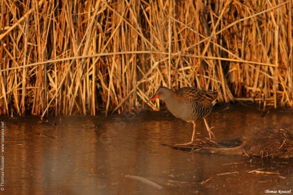 Water Rail, feeding habits