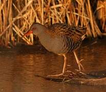 Water Rail