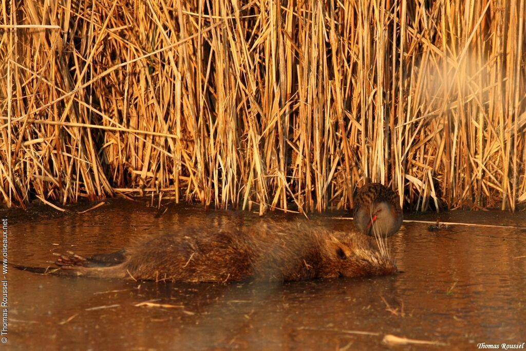 Water Rail, feeding habits