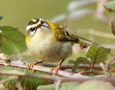 Common Firecrest