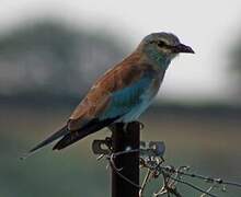 European Roller