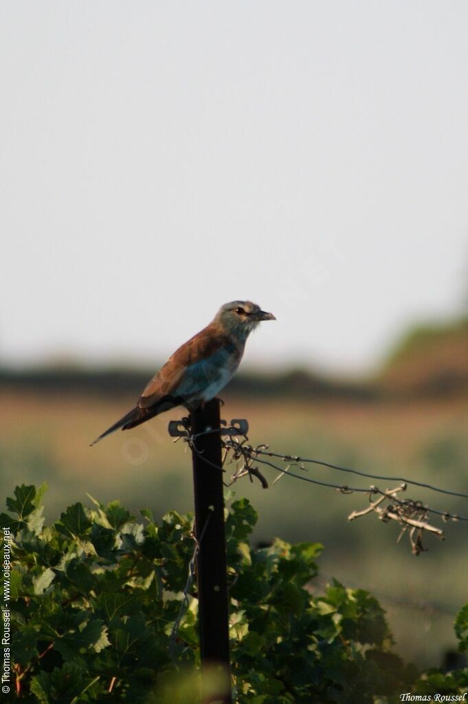 European Roller, identification