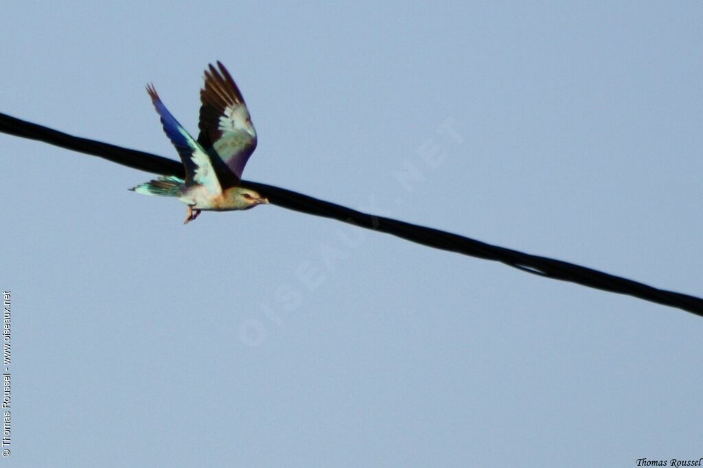 European Roller, Flight