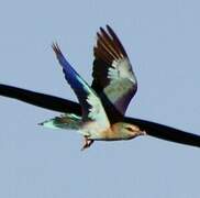 European Roller