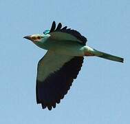 European Roller