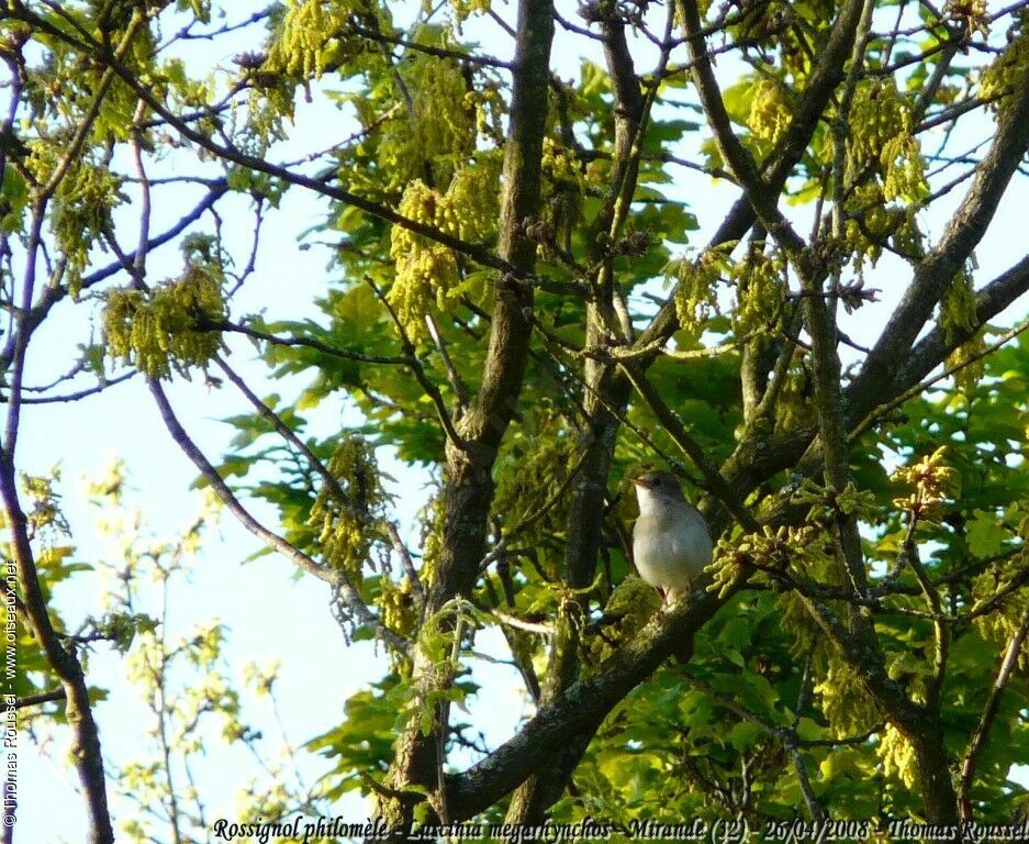 Common Nightingale