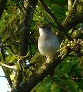 Common Nightingale