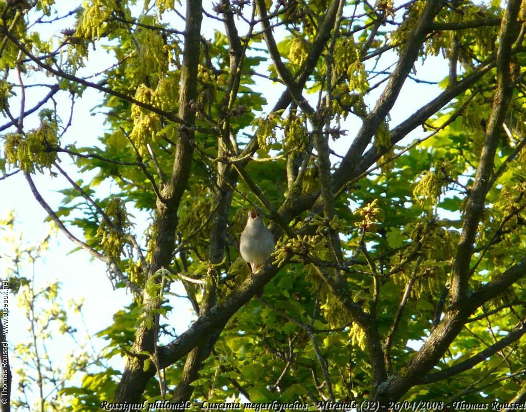 Common Nightingale, song