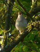 Common Nightingale