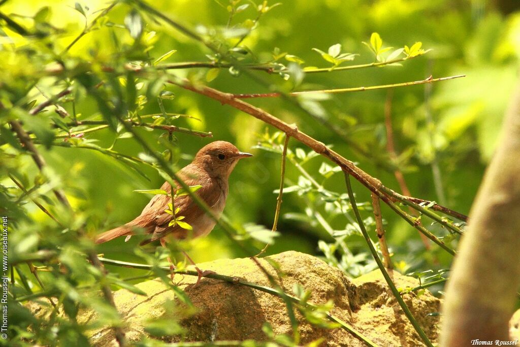 Common Nightingale