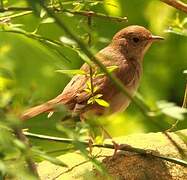 Common Nightingale