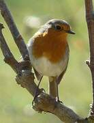 European Robin