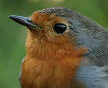 European Robin