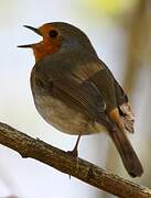 European Robin