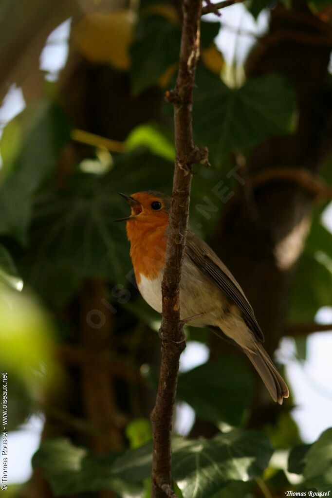 European Robin, identification, song