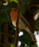 European Robin