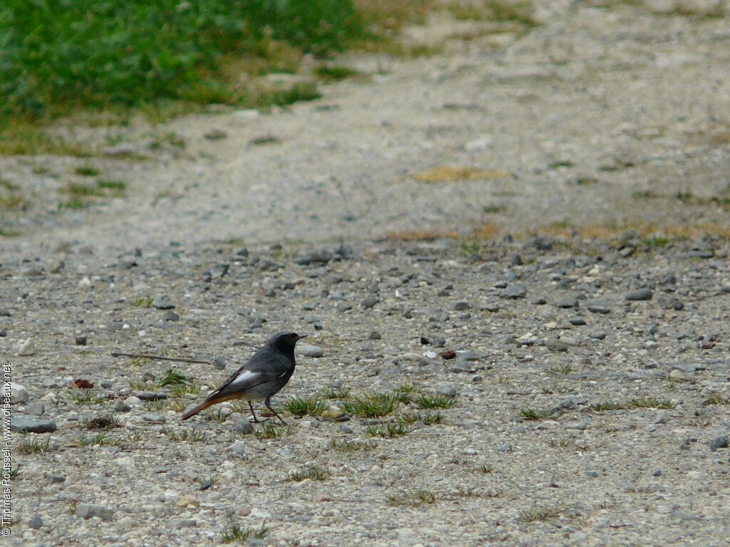 Black Redstart male adult, identification