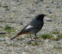 Black Redstart