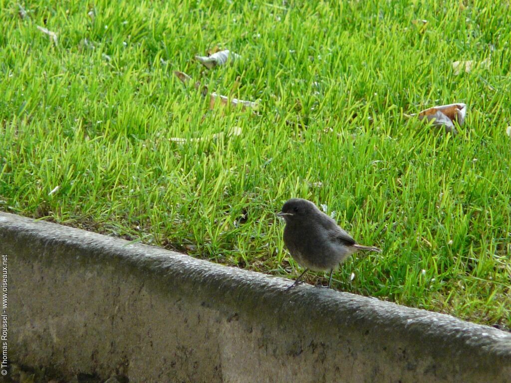 Black Redstartjuvenile