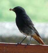 Black Redstart