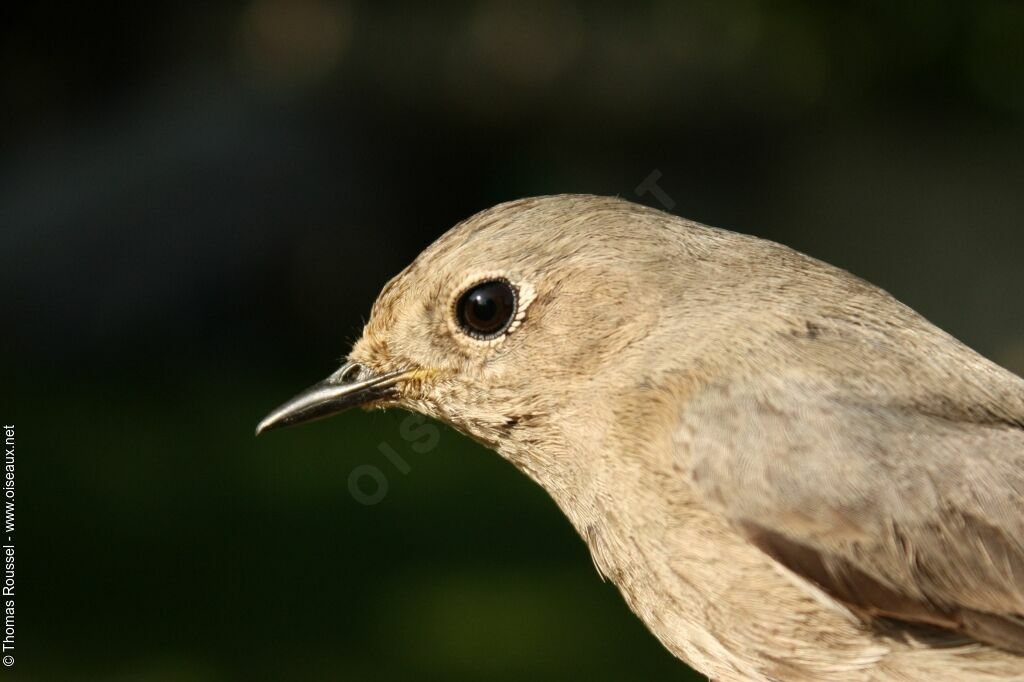 Black Redstart female adult, identification