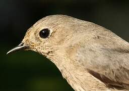 Black Redstart