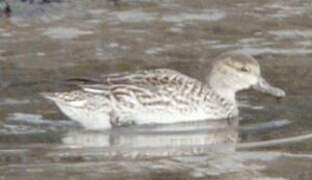 Eurasian Teal