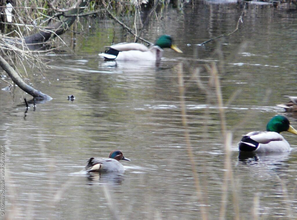 Sarcelle d'hiver mâle adulte, identification