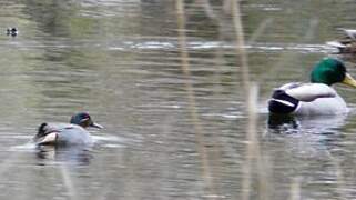 Eurasian Teal