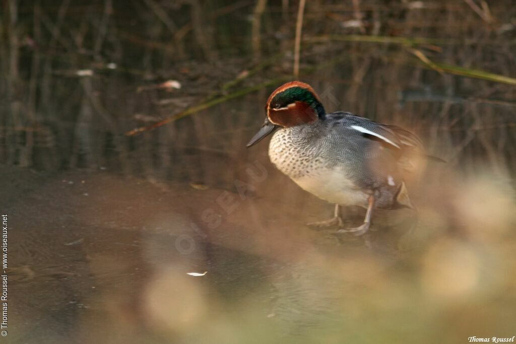 Eurasian Teal