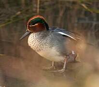 Eurasian Teal