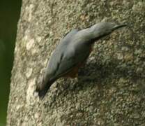 Indian Nuthatch