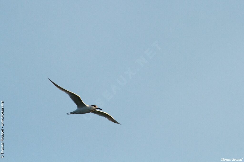 Sandwich Tern, Flight