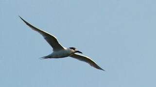 Sandwich Tern