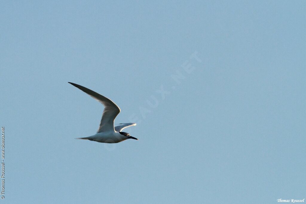 Sandwich Tern, Flight